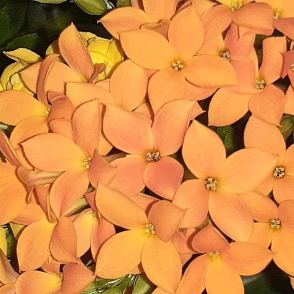 Meet your Posher, Chantal - Picture 1 of 1